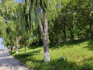 林荫小道旁的葱郁绿植