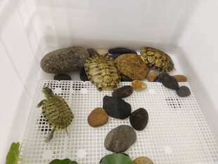 多彩乌龟与石子的水族景观