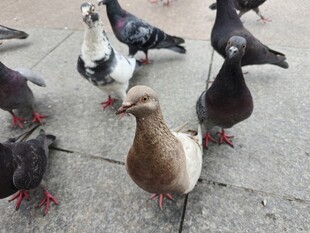 广场上的一群鸽子