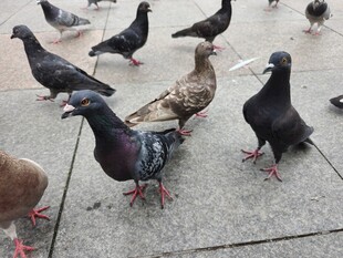 地面上的一群鸽子