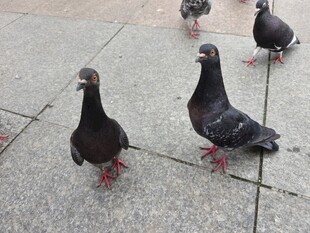 地面上的几只黑鸽子