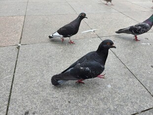 人行道上的几只鸽子