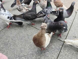 地面上聚集的一群鸽子