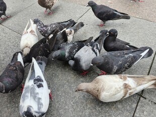 地面上聚集的一群鸽子