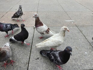 广场上的一群鸽子