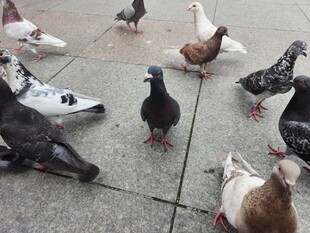 群鸽聚集在地面