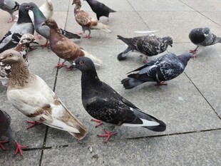 街头觅食的一群鸽子