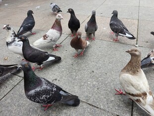 广场上聚集的一群鸽子