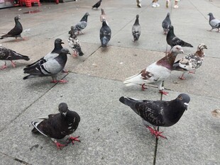 广场上的群鸽