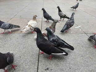 广场上觅食的一群鸽子
