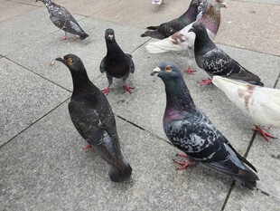 广场上的一群鸽子