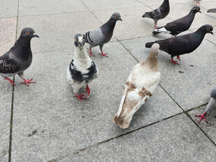 广场上的多彩鸽子