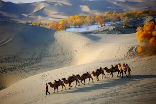 沙漠驼队