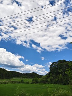 蓝天白云下的绿野风光