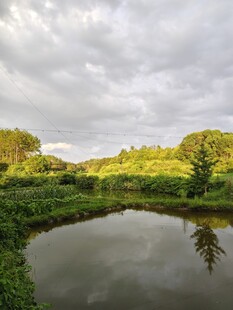 宁静湖畔绿意盎然