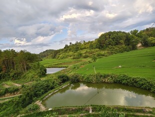 田园风光中的静谧池塘