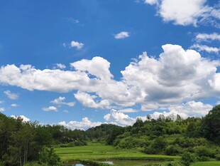 蓝天白云下的绿野风光
