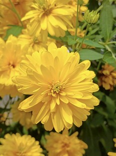 金黄灿烂的美丽菊花绽放