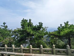 山间围栏旁的葱郁松树