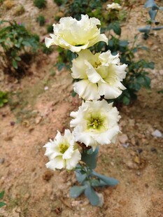 白色绽放月季花