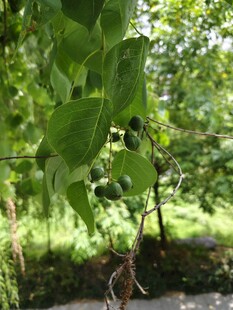 绿叶繁茂乌桕