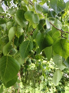 绿叶繁茂的树枝