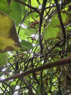 繁茂猕猴桃枝条