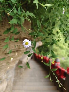 小径旁绽放的清新小雏菊