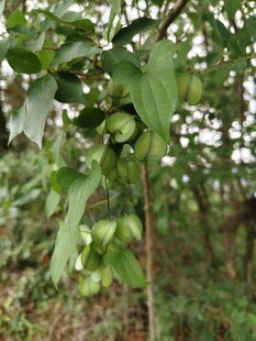 穿龙薯蓣植物枝干