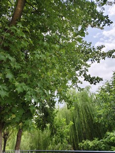 夏日葱郁树林美景