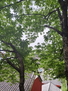 绿树掩映下的红顶建筑