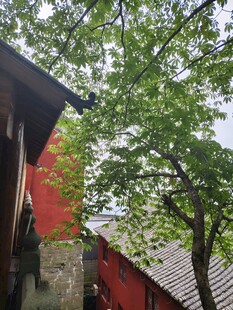 红墙树阴 中式建筑