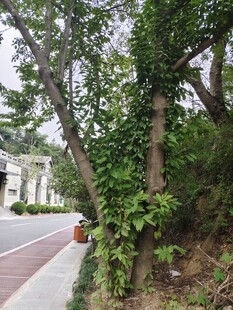 路边繁茂绿植景观