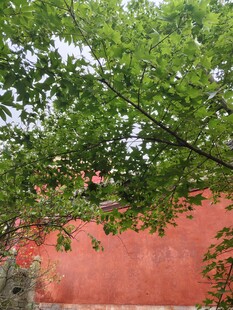 红墙绿树相映成趣