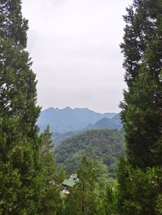 山林间的 树木与远山