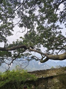 古树枝桠 石墙