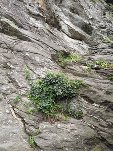 石缝中顽强生长的绿植