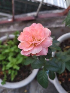 娇艳粉色月季花特写