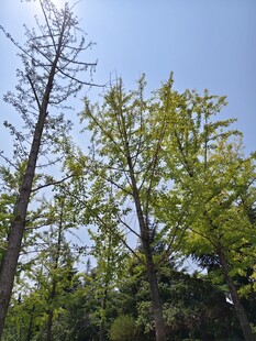 阳光下的挺拔树木