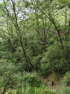 茂密山林绿意盎然