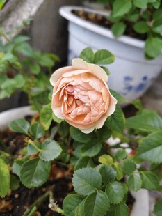 娇艳绽放的粉色月季花