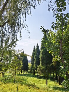 夏日林间绿意盎然景色