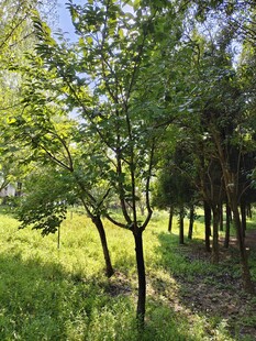 林间绿树 阳光洒落草地