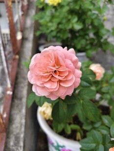 粉色娇艳月季花特写