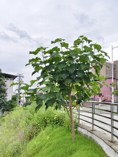 泡桐 茂盛树木