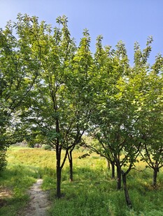 林间小径  绿意盎然的景致