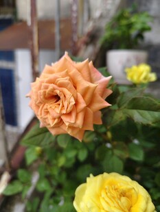 娇艳双色玫瑰绽放