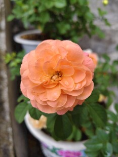 橙色娇艳月季花