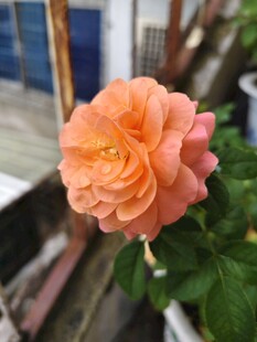 一朵橙色月季花