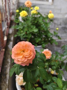 娇艳月季花绽放于庭院